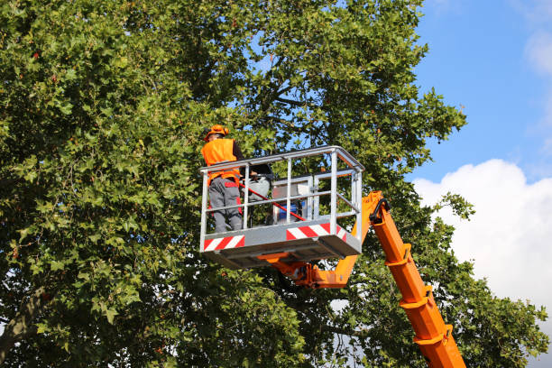 Professional Tree Services in Bristow, OK