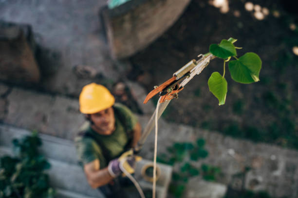 How Our Tree Care Process Works  in  Bristow, OK