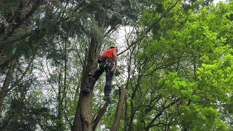 Leaf Removal in Bristow, OK