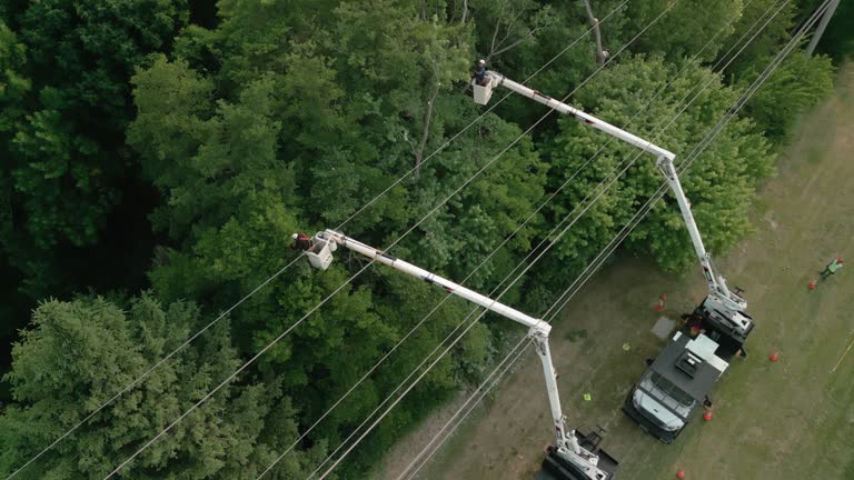 Best Tree Trimming and Pruning  in Bristow, OK